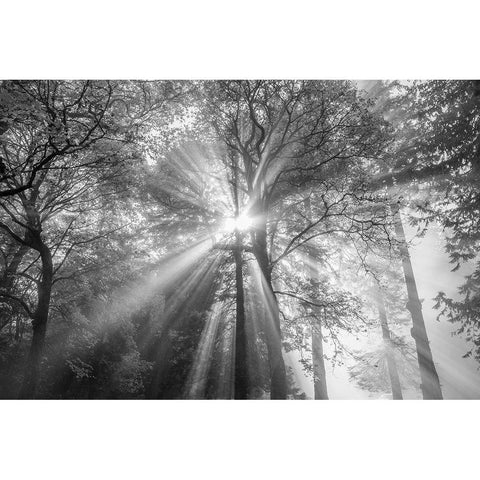 The Trees Have Eyes White Modern Wood Framed Art Print by Oldford, Tim