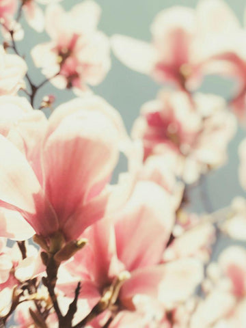 Paris Petals 1 White Modern Wood Framed Art Print with Double Matting by Okula, Carina