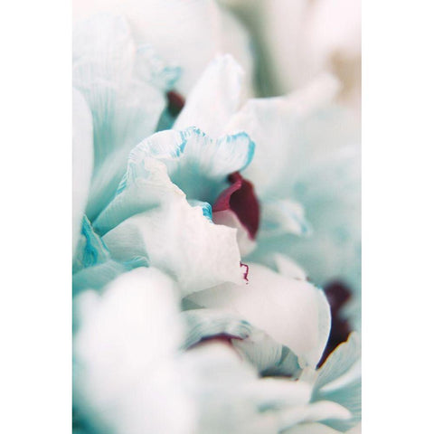 Paris Petals 2 White Modern Wood Framed Art Print by Okula, Carina