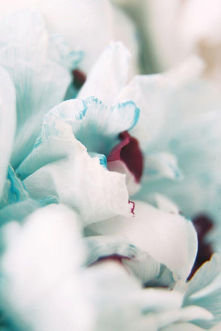 Paris Petals 2 White Modern Wood Framed Art Print with Double Matting by Okula, Carina