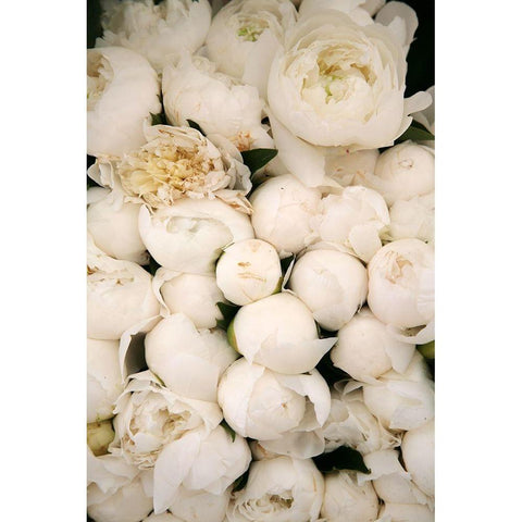 Peony 1 Black Modern Wood Framed Art Print with Double Matting by Okula, Carina