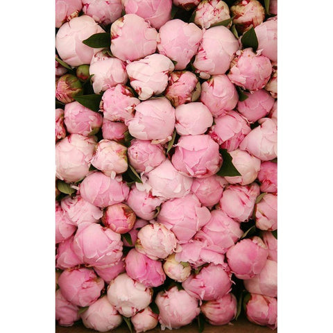 Peony 2 White Modern Wood Framed Art Print by Okula, Carina