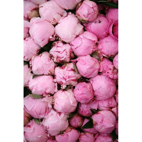 Peony 3 Gold Ornate Wood Framed Art Print with Double Matting by Okula, Carina