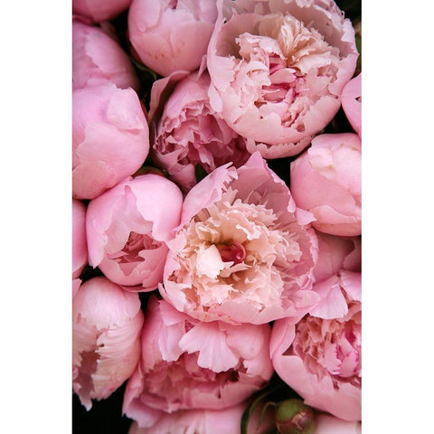 Peony 4 Black Modern Wood Framed Art Print with Double Matting by Okula, Carina