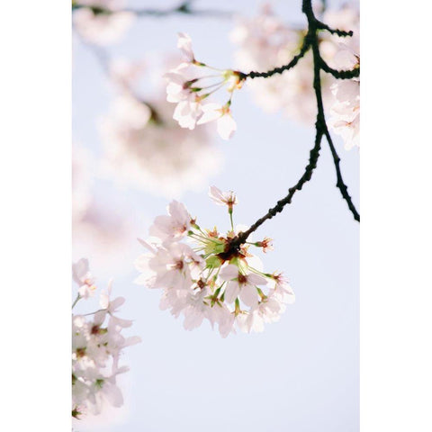 Paris Petals White Modern Wood Framed Art Print by Okula, Carina