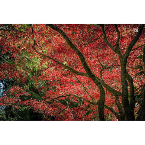 Autumn Beauty Black Modern Wood Framed Art Print by Oldford, Tim