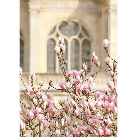 Spring Magnolias In Paris Gold Ornate Wood Framed Art Print with Double Matting by Okula, Carina