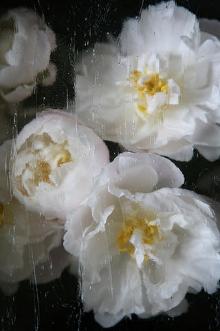 Paris Bloom - Market Flowers Black Ornate Wood Framed Art Print with Double Matting by Okula, Carina