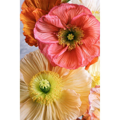 Spring Poppies White Modern Wood Framed Art Print by Okula, Carina