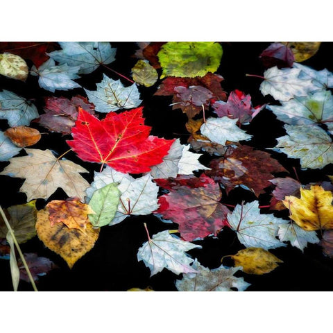 Autumn Leaves Black Modern Wood Framed Art Print with Double Matting by Pollard, David W.