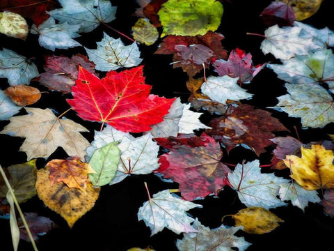 Autumn Leaves Black Ornate Wood Framed Art Print with Double Matting by Pollard, David W.