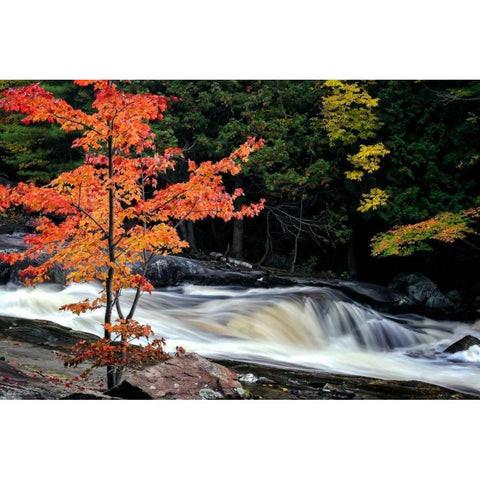 Autumn, Lower Rosseau Falls Black Modern Wood Framed Art Print with Double Matting by Pollard, David W.