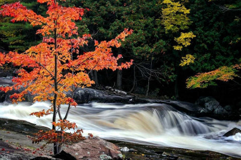 Autumn, Lower Rosseau Falls Black Ornate Wood Framed Art Print with Double Matting by Pollard, David W.