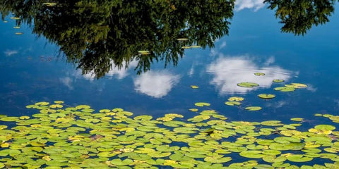 Water Lilies and Reflection White Modern Wood Framed Art Print with Double Matting by Pollard, David W.