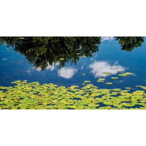 Water Lilies and Reflection Black Modern Wood Framed Art Print by Pollard, David W.