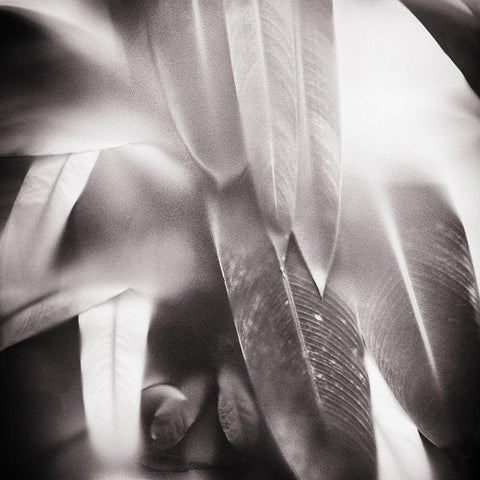 Evergreen No. 4 Black Modern Wood Framed Art Print with Double Matting by Pfrommer, Sven