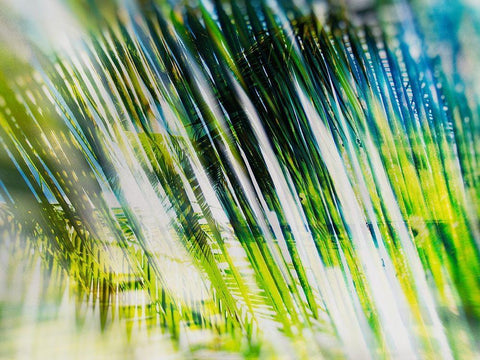 Evergreen No. 6 Black Ornate Wood Framed Art Print with Double Matting by Pfrommer, Sven