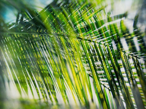 Evergreen No. 8 White Modern Wood Framed Art Print with Double Matting by Pfrommer, Sven