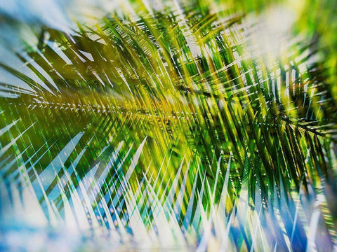 Evergreen No. 9 Black Ornate Wood Framed Art Print with Double Matting by Pfrommer, Sven