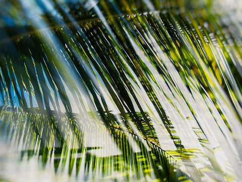 Evergreen No. 10 Black Ornate Wood Framed Art Print with Double Matting by Pfrommer, Sven