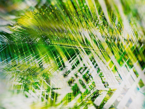 Evergreen No. 11 Black Ornate Wood Framed Art Print with Double Matting by Pfrommer, Sven