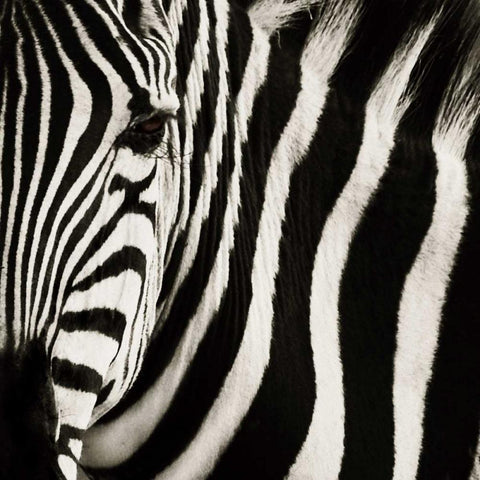 Camouflage I Black Modern Wood Framed Art Print by Parker, Susann