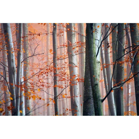 Autumn Woods White Modern Wood Framed Art Print by PhotoINC Studio