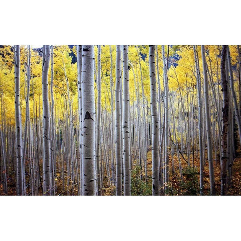 Birch Woods White Modern Wood Framed Art Print by PhotoINC Studio