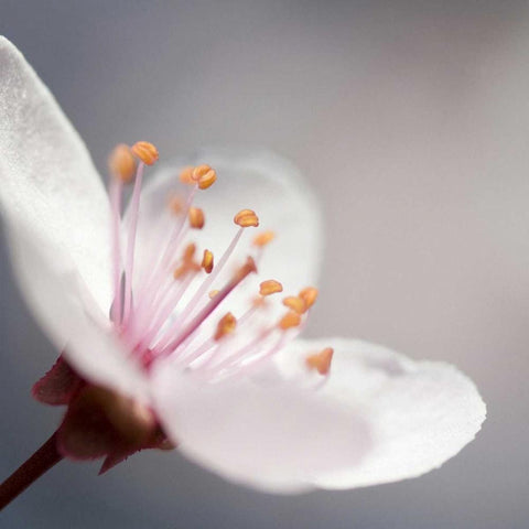 Cherry Flower 1 Black Modern Wood Framed Art Print by PhotoINC Studio