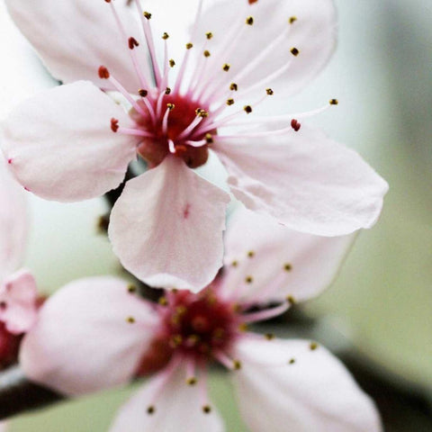 Cherry Flower 2 Black Modern Wood Framed Art Print with Double Matting by PhotoINC Studio