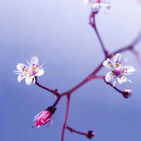 Cherry Flower 3 White Modern Wood Framed Art Print with Double Matting by PhotoINC Studio