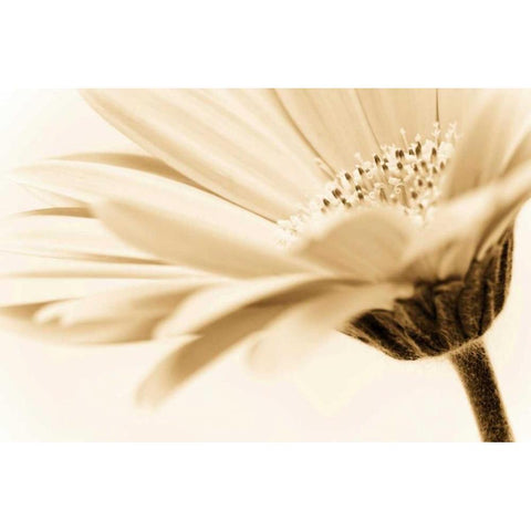 Daisy Gold Ornate Wood Framed Art Print with Double Matting by PhotoINC Studio