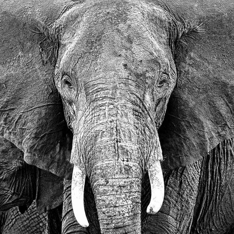Elephant Black Ornate Wood Framed Art Print with Double Matting by PhotoINC Studio