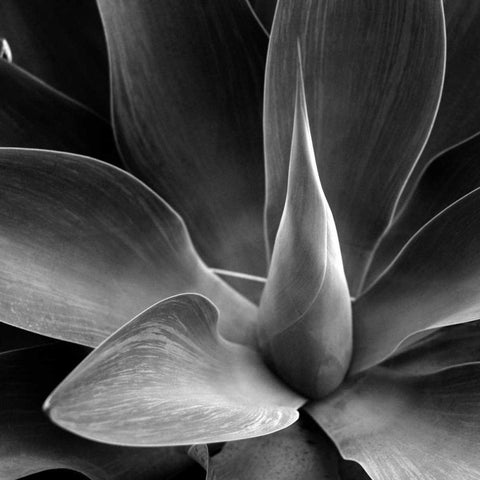 Flower Black Modern Wood Framed Art Print with Double Matting by PhotoINC Studio