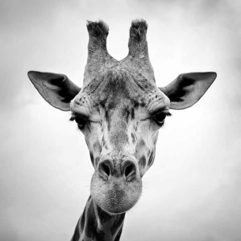 Giraffe Black Modern Wood Framed Art Print by PhotoINC Studio