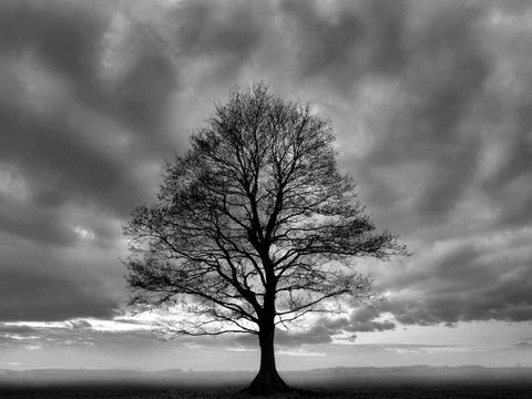 Great Tree White Modern Wood Framed Art Print with Double Matting by PhotoINC Studio