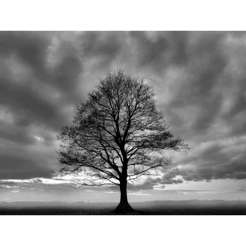 Great Tree White Modern Wood Framed Art Print by PhotoINC Studio