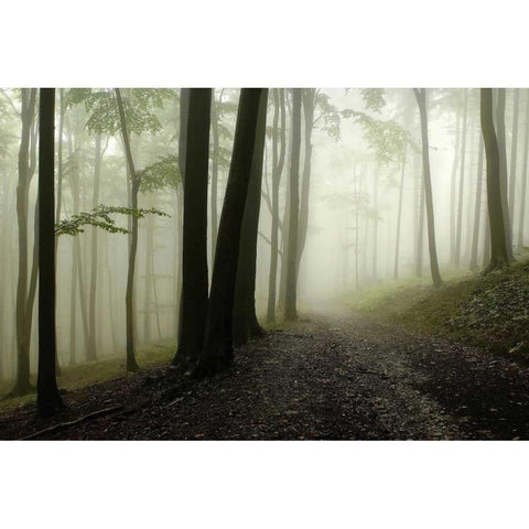 Green Woods 1 Black Modern Wood Framed Art Print by PhotoINC Studio