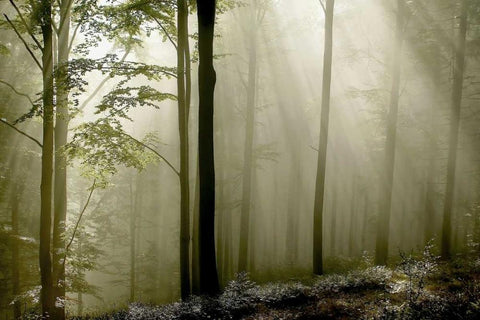 Green Woods 2 White Modern Wood Framed Art Print with Double Matting by PhotoINC Studio