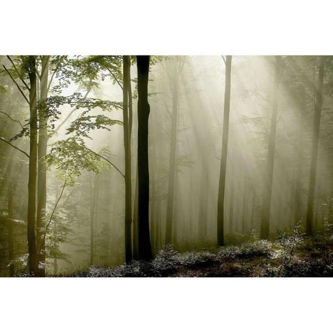 Green Woods 2 Black Modern Wood Framed Art Print by PhotoINC Studio
