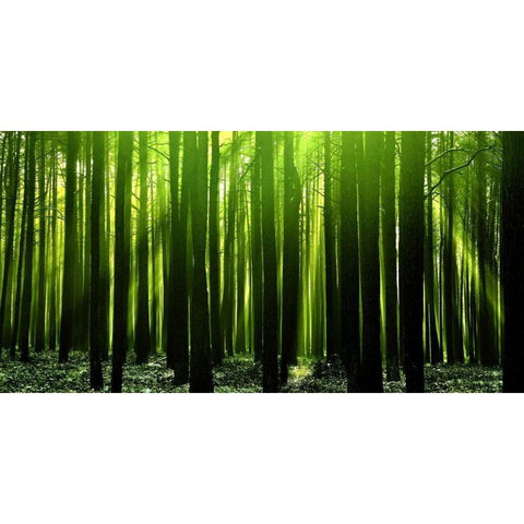 Green Woods 3 White Modern Wood Framed Art Print by PhotoINC Studio