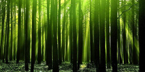 Green Woods 3 Black Ornate Wood Framed Art Print with Double Matting by PhotoINC Studio