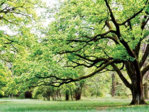 Green Woods 4 White Modern Wood Framed Art Print with Double Matting by PhotoINC Studio