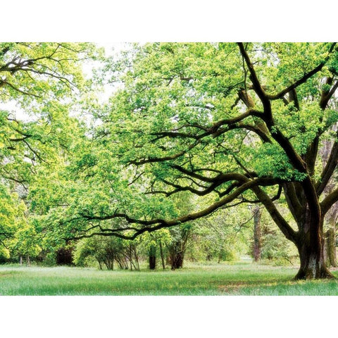 Green Woods 4 Black Modern Wood Framed Art Print with Double Matting by PhotoINC Studio