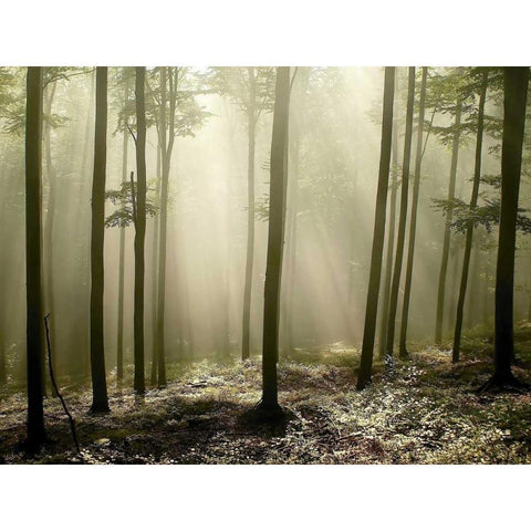 Green Works Black Modern Wood Framed Art Print by PhotoINC Studio