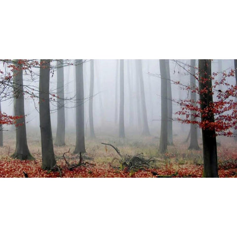 Misty Woods Black Modern Wood Framed Art Print by PhotoINC Studio