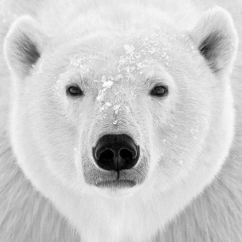 Polar Bear White Modern Wood Framed Art Print by PhotoINC Studio