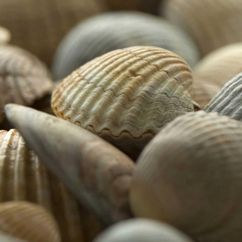 Shells 2 Black Modern Wood Framed Art Print by PhotoINC Studio