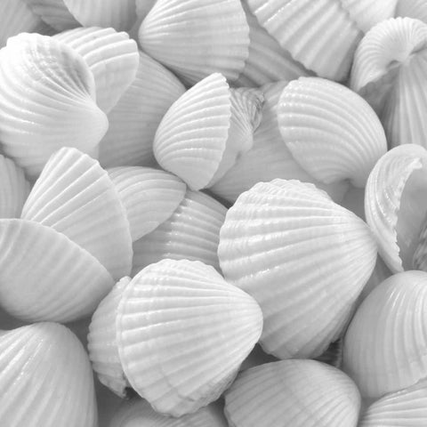 Shells 3 Black Ornate Wood Framed Art Print with Double Matting by PhotoINC Studio