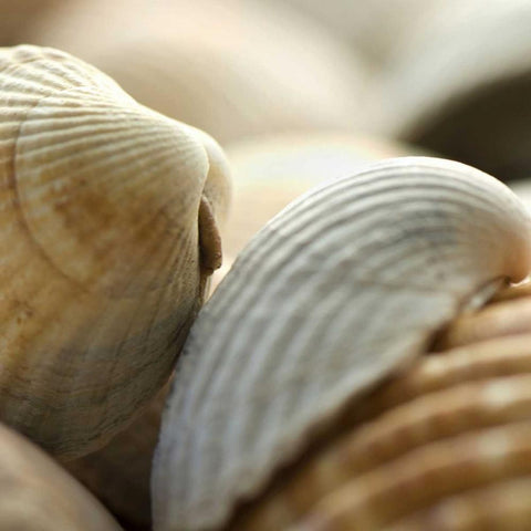 Shells 4 Black Ornate Wood Framed Art Print with Double Matting by PhotoINC Studio